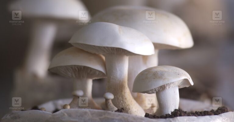 mushroom-1.jpg