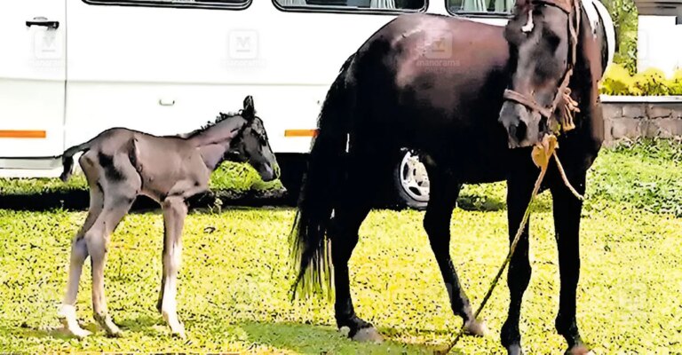 muvattupuzha-horse-baby-1.jpg