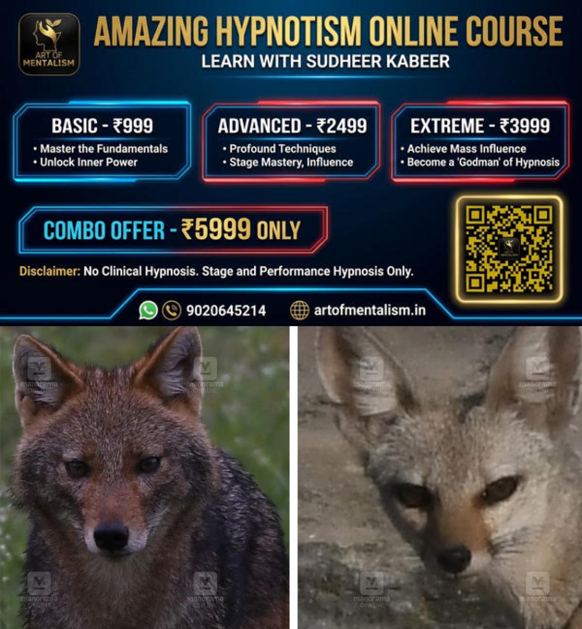 newskerala.net_1790851686_bengal-fox-indian-jackal