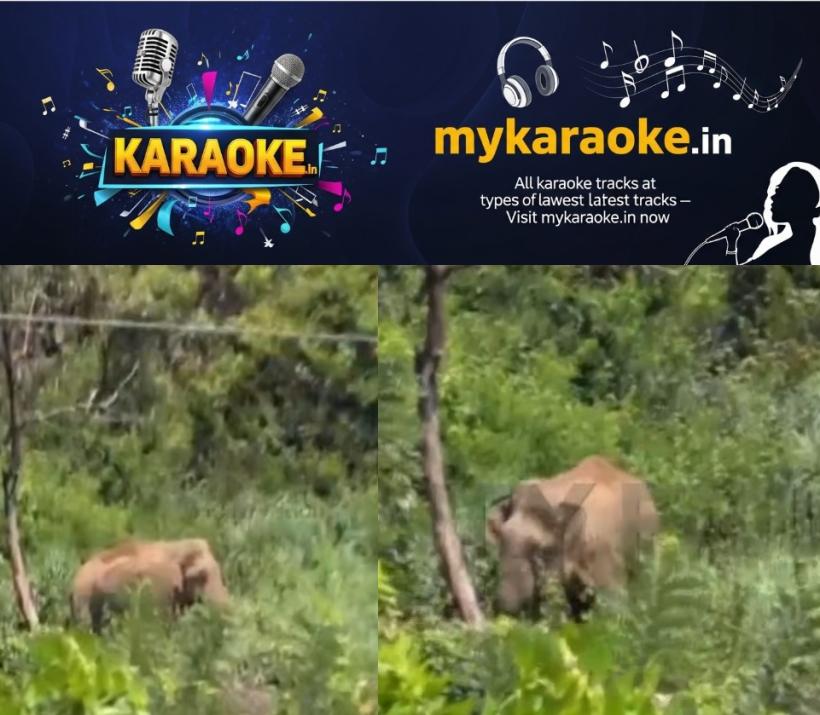 newskerala.net_1790860447_kannur-makhna