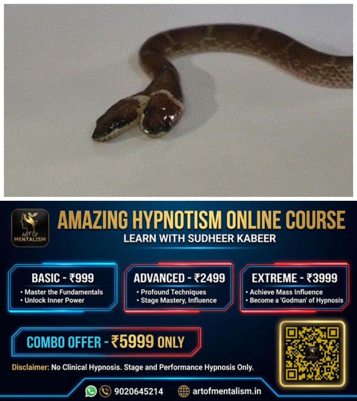 newskerala.net_1791388627_w-1280h-720format-jpgimgid-01m4bg39yhm4jztr8xvz9bt6w2imgname-two-headed-wolf-snake-1791387346897