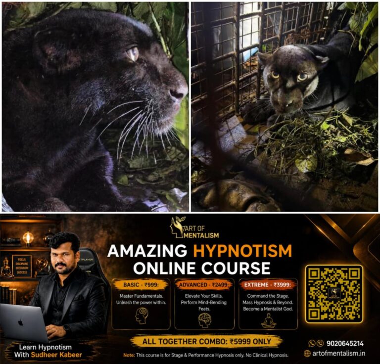 newskerala.net_1791615008_w-1280h-720format-jpgimgid-01m4gskgerq90x0mjhwv740qg2imgname-black-panther-in-konni-17915650871