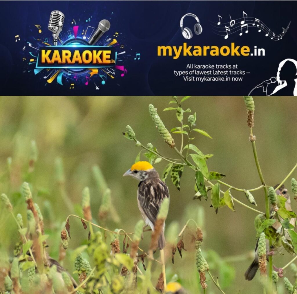 newskerala.net_1791785647_DSC_6083-copy.jpg