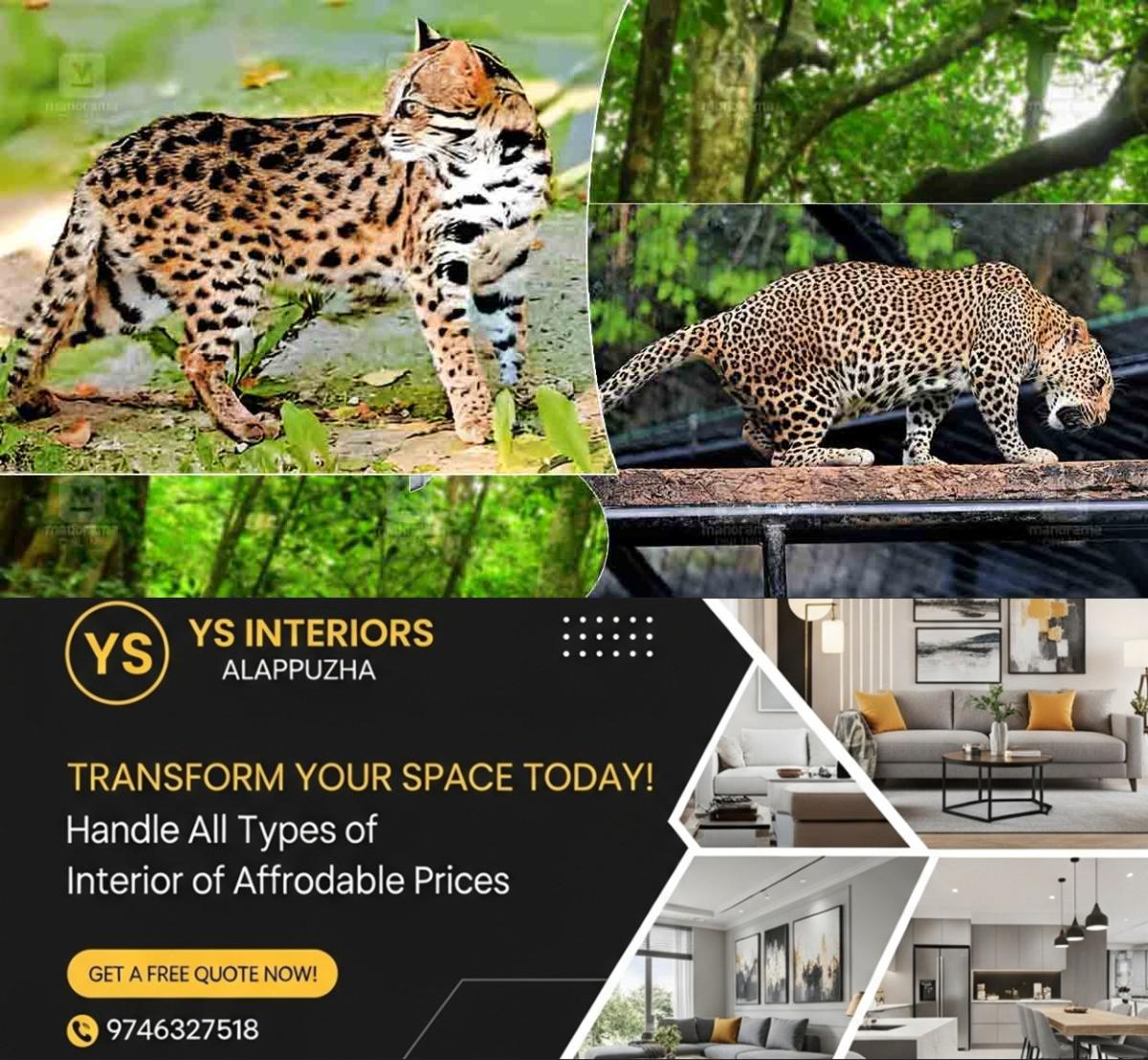 newskerala.net_1792141685_wild-cat-leopard