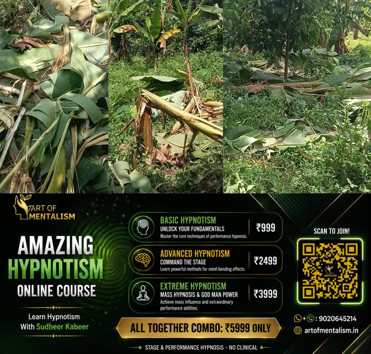 newskerala.net_1792574647_konni-wild-elephant-menace-crops-destroyed