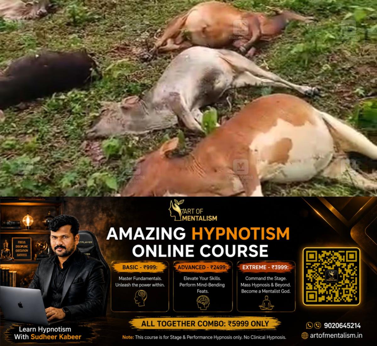 newskerala.net_1792651086_cows-found-dead-cheruvalli-estate-lightning-strike