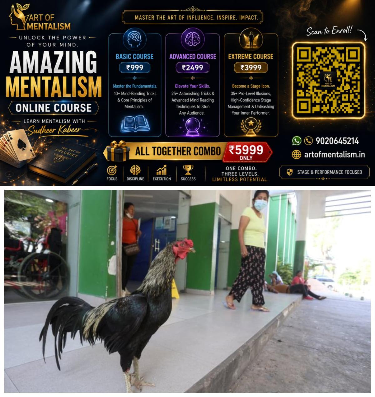 newskerala.net_1792680365_w-1280h-720format-jpgimgid-01m5j0v4eg34swpcmdfqaafrxnimgname-martin-the-rooster-1792679973328.jp