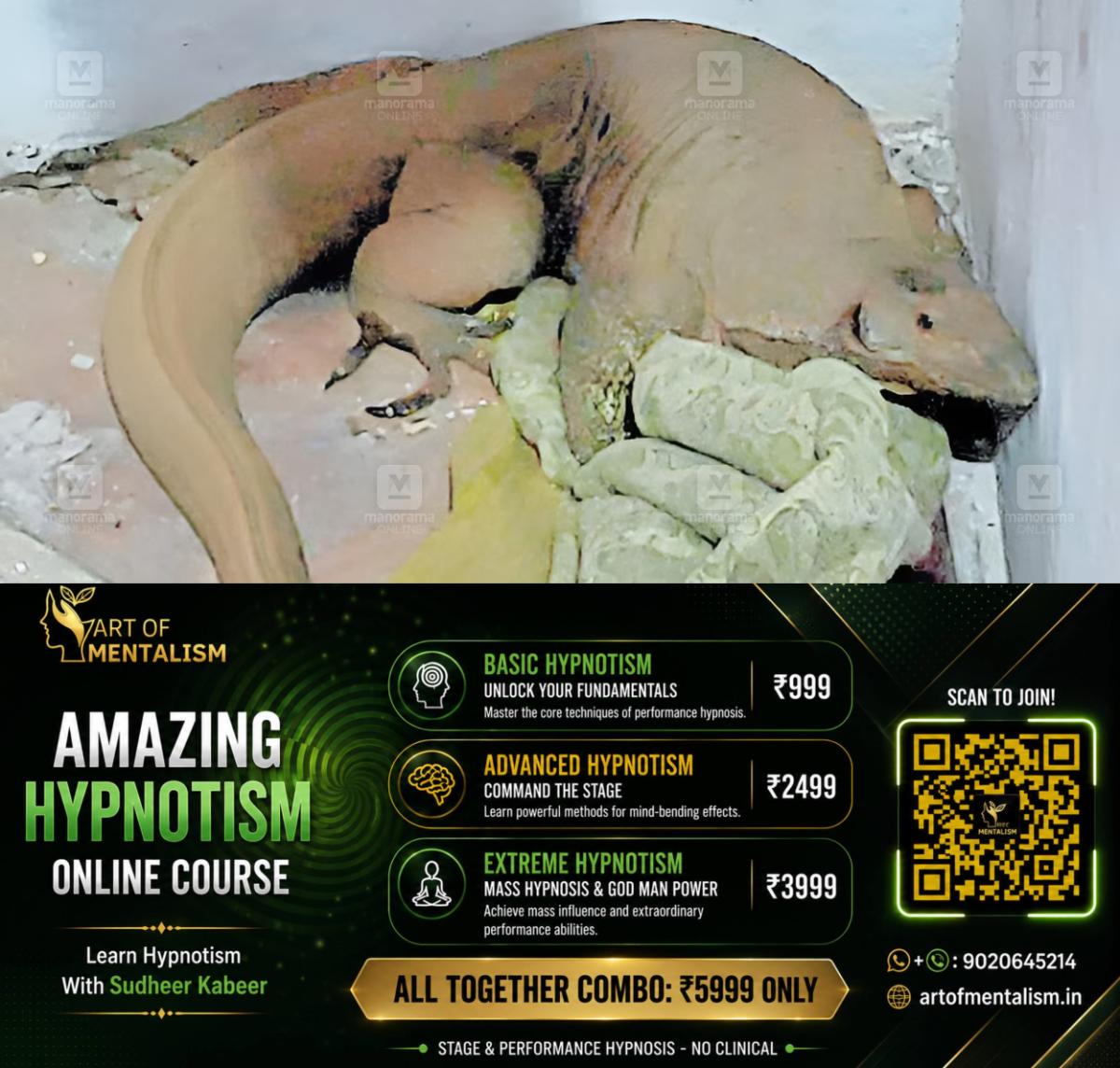 newskerala.net_1792817829_thalassery-monitor-lizard-1
