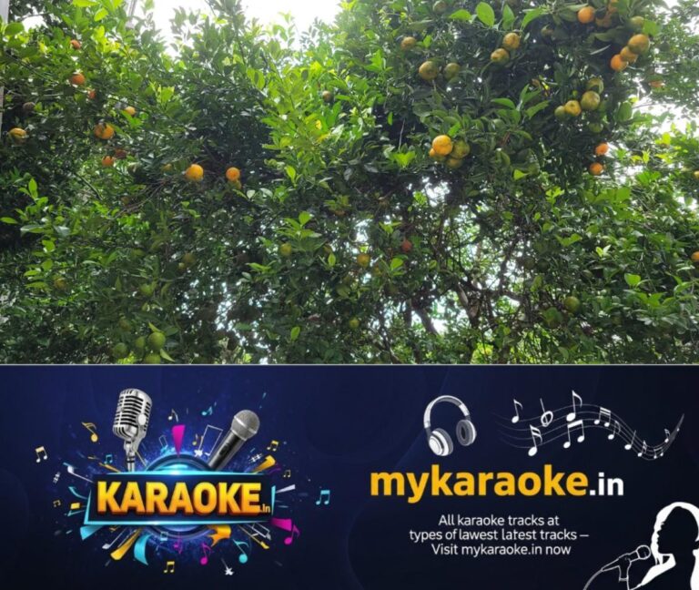 newskerala.net_1792992726_orange-tree