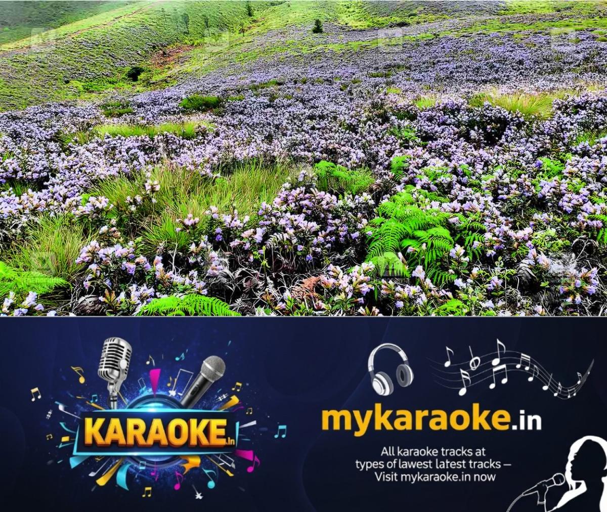 newskerala.net_1793078407_Neelakurinji-season-local-new