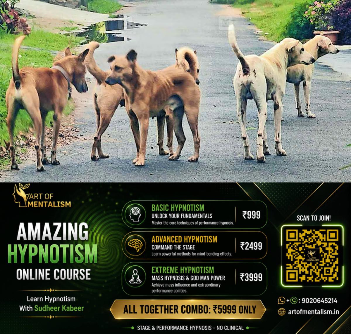 newskerala.net_1793112367_stray-dogs-road-local-news