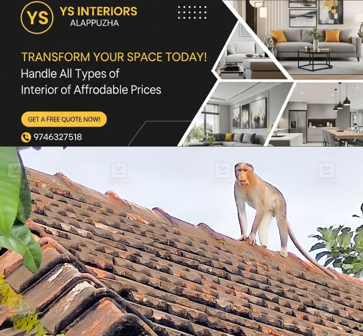 newskerala.net_1793250127_mannarathara-monkey-1