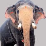 pallatt-brahmadathan-one.jpg
