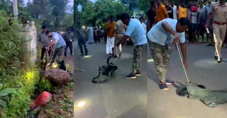 snake-rescue.jpg