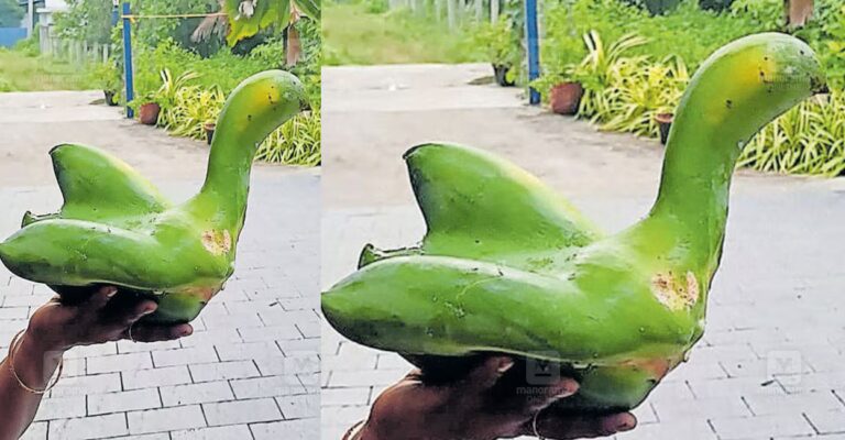 swan-papaya.jpg