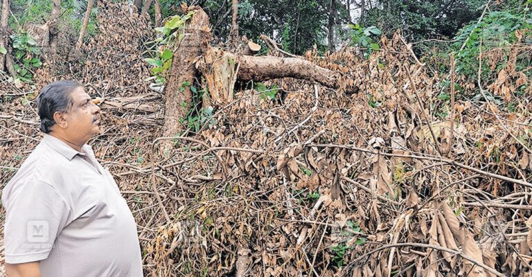 thiruvalla-tree-cutting-1.jpg