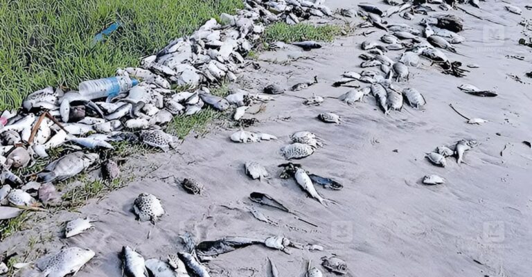 thottappally-spillway-fish-death-1.jpg