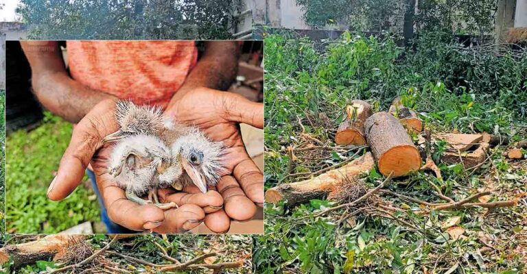 thrissur-bird-cruelty-news.jpg