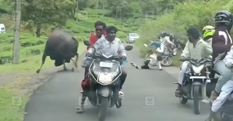 valparai-wild-gaur-attack-1.jpg