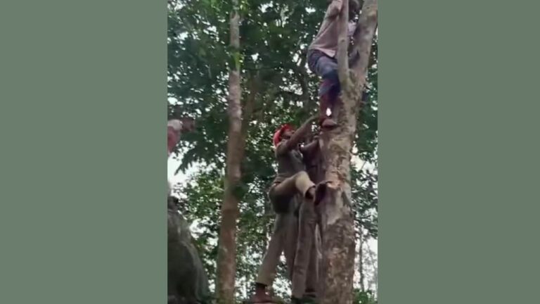 w-1280h-720format-jpgimgid-01m50j013cdw6rhc814b1f6gqsimgname-rubber-tree-rescue-1792093979756.jp_.jpeg