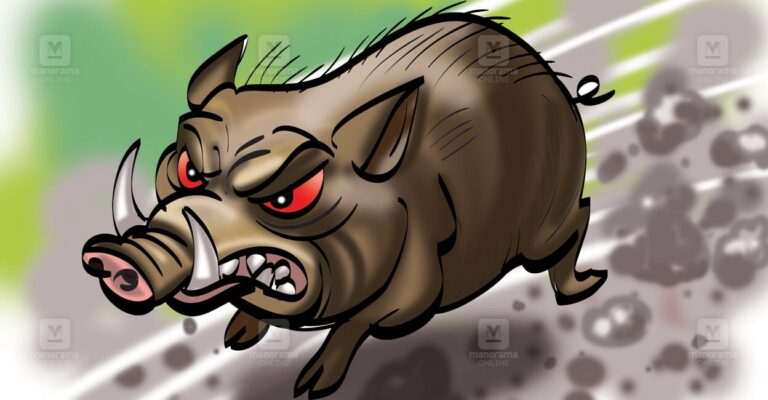 wild-boar.jpg