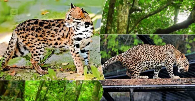 wild-cat-leopard.jpg