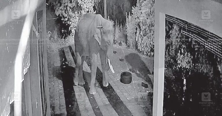 wild-elephant-playing-with-tire-1.jpg