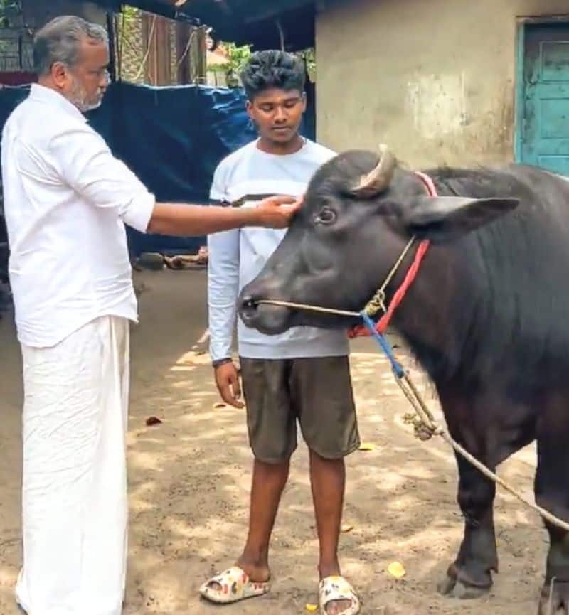 unique bond between alappuzha native student athul krishna and a buffalo viral story vkv