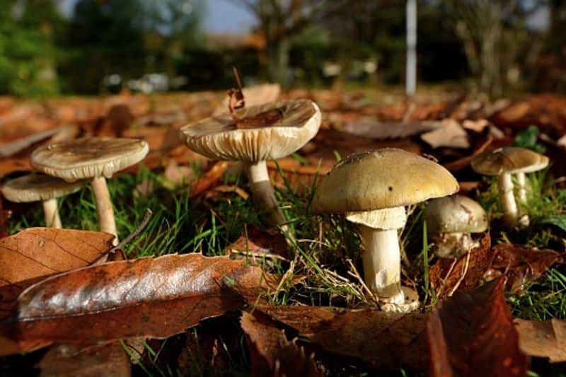 most dangerous mushroom Amanita phalloides or death cap rlp