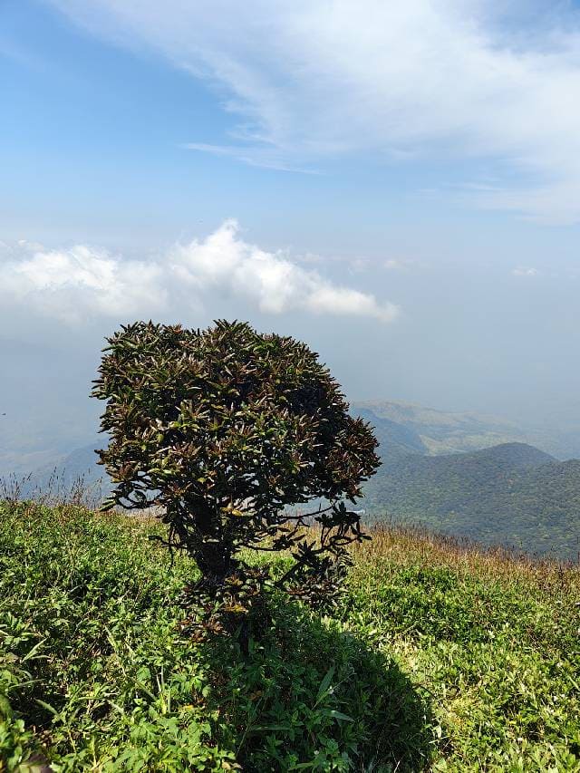 ഔഷധസസ്യങ്ങള്‍