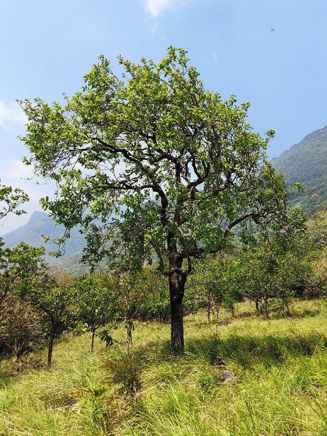 ബുക്കിം​ഗ് മറക്കേണ്ട