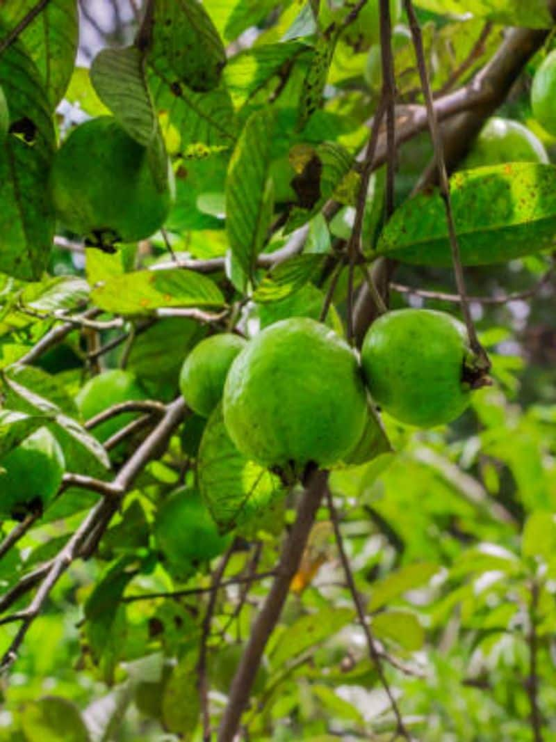 പ്രതിരോധശേഷി കൂട്ടും