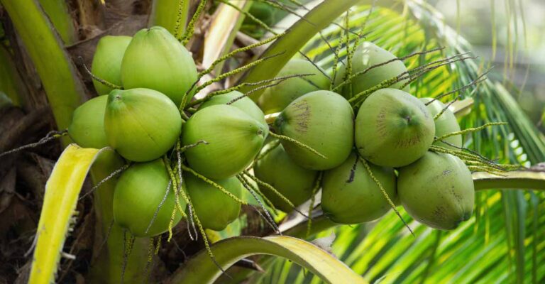 coconut-tree.jpg