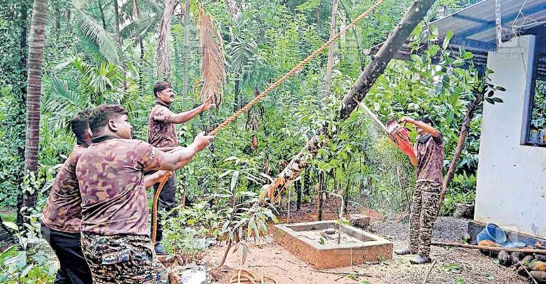 iritty-wild-elephant-damage.jpg