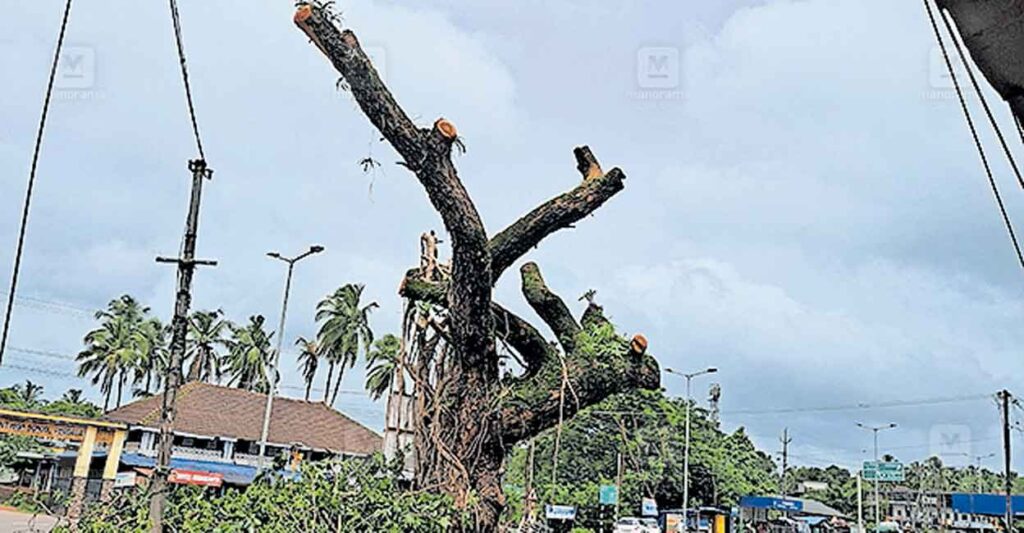 kasargod-badhiyadukk-tree-branches-cut-down.jpg