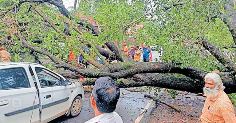 tree-fall-accident.jpg