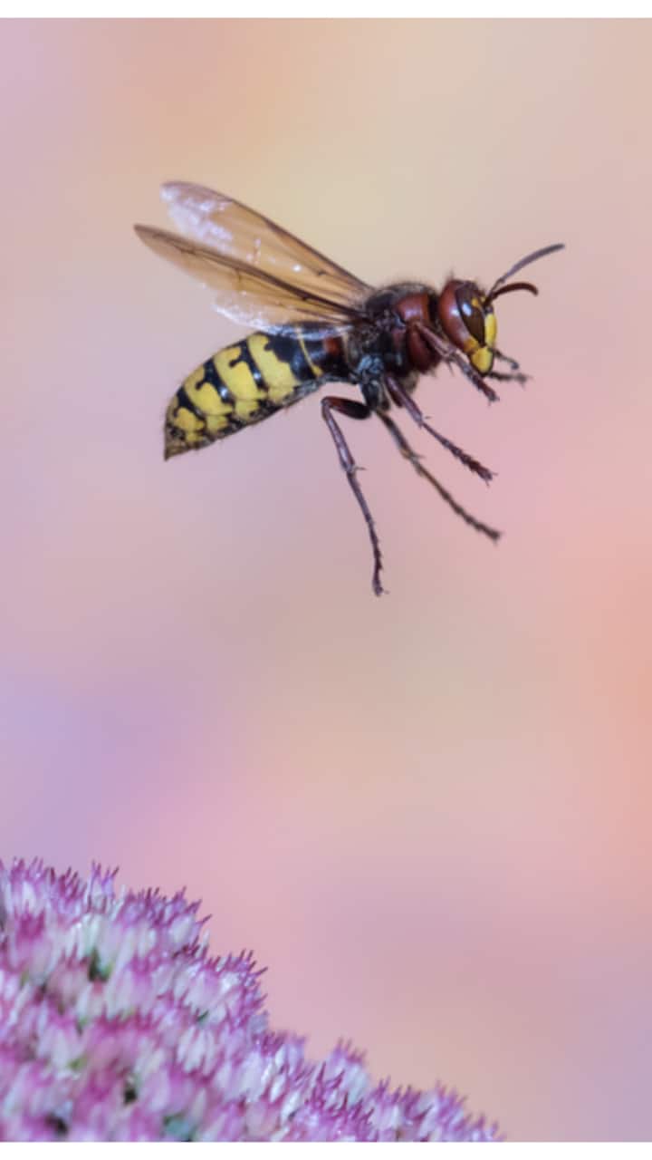 wasp-1-1751976420651_720x1280xt.jpg