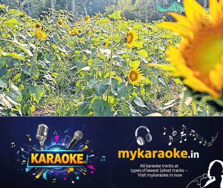 newskerala.net_1776749164_kandanad-sunflower-fields